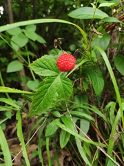 Rubus hirsutus