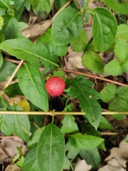 Rubus hirsutus