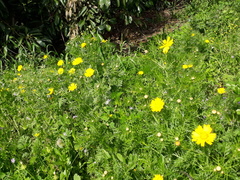 Glebionis coronaria