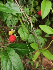 Rubus hirsutus