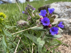 Pulmonaria mollis