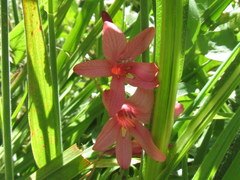 Tritonia disticha