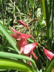 Tritonia disticha