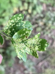 Eriophyes crataegi