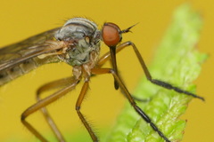 Empis variegata