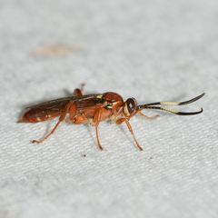 Melanichneumon