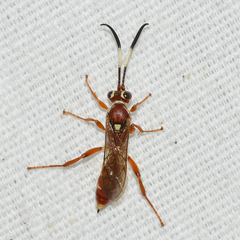 Melanichneumon