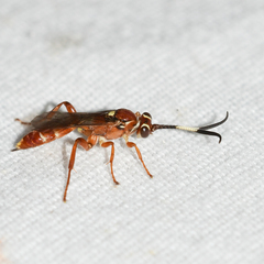Melanichneumon