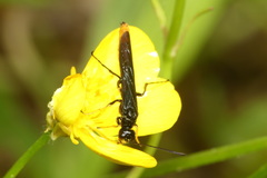 Calameuta pygmaea