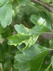 Eriophyes crataegi