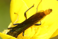 Calameuta pygmaea