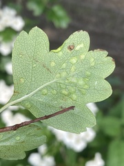 Eriophyes crataegi