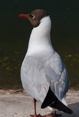 Chroicocephalus ridibundus