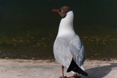 Chroicocephalus ridibundus