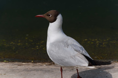 Chroicocephalus ridibundus