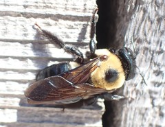 Xylocopa virginica krombeini