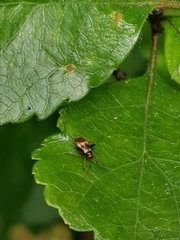 Closterotomus