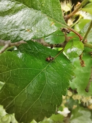 Closterotomus