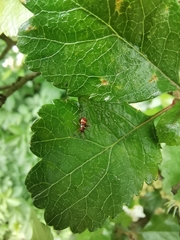 Closterotomus