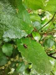 Closterotomus