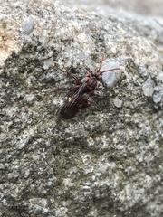 Nomada