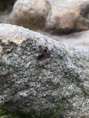 Nomada