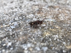 Nomada