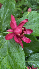 Calycanthus