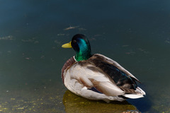 Anas platyrhynchos