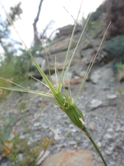 Aegilops biuncialis