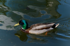 Anas platyrhynchos