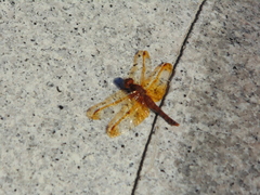 Sympetrum croceolum