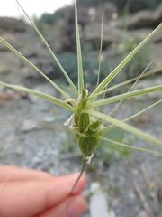 Aegilops biuncialis