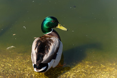 Anas platyrhynchos