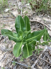 Asclepias amplexicaulis