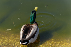 Anas platyrhynchos