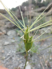 Aegilops biuncialis