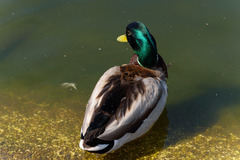 Anas platyrhynchos