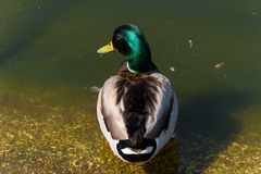 Anas platyrhynchos