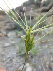 Aegilops biuncialis