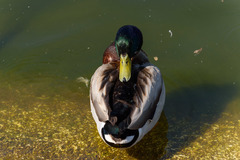 Anas platyrhynchos