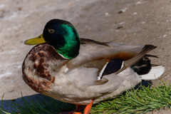 Anas platyrhynchos