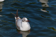 Chroicocephalus ridibundus