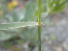 Aegilops biuncialis