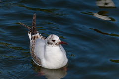 Chroicocephalus ridibundus