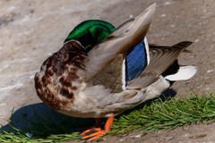 Anas platyrhynchos