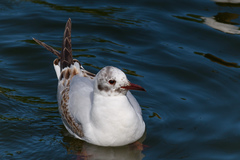 Chroicocephalus ridibundus