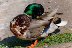 Anas platyrhynchos