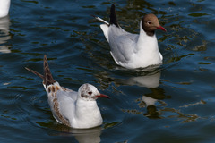Chroicocephalus ridibundus