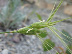 Aegilops biuncialis